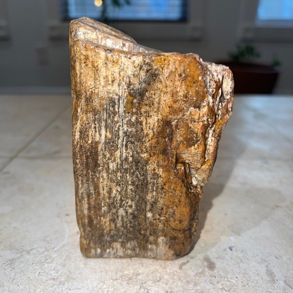 petrified wood - Picture 5 of 10